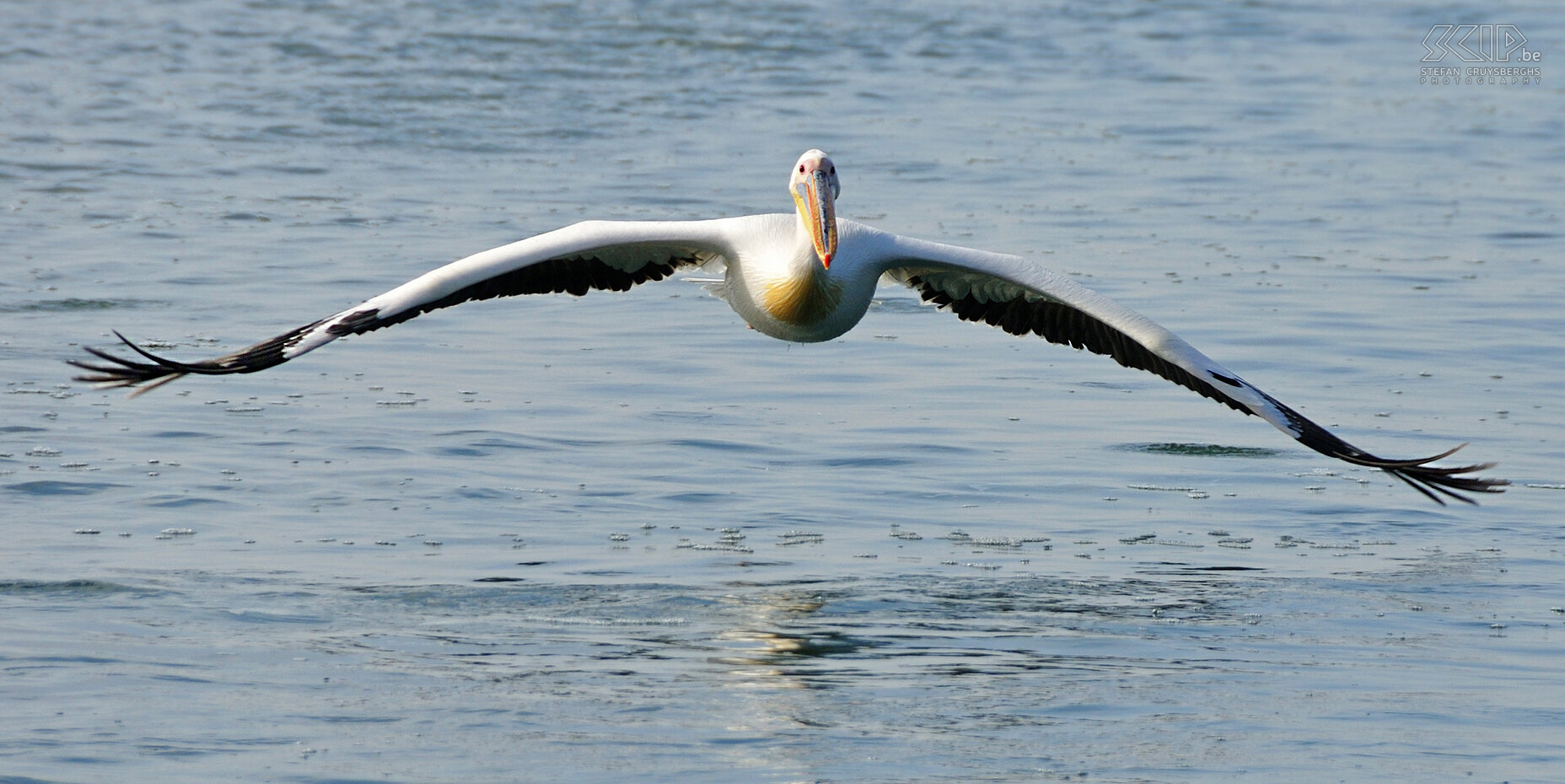 Walvisbaai - Witte pelikaan In Walvisbaai maken we een tour met een bootje op zoek naar zeevogels en dolfijnen.  Stefan Cruysberghs